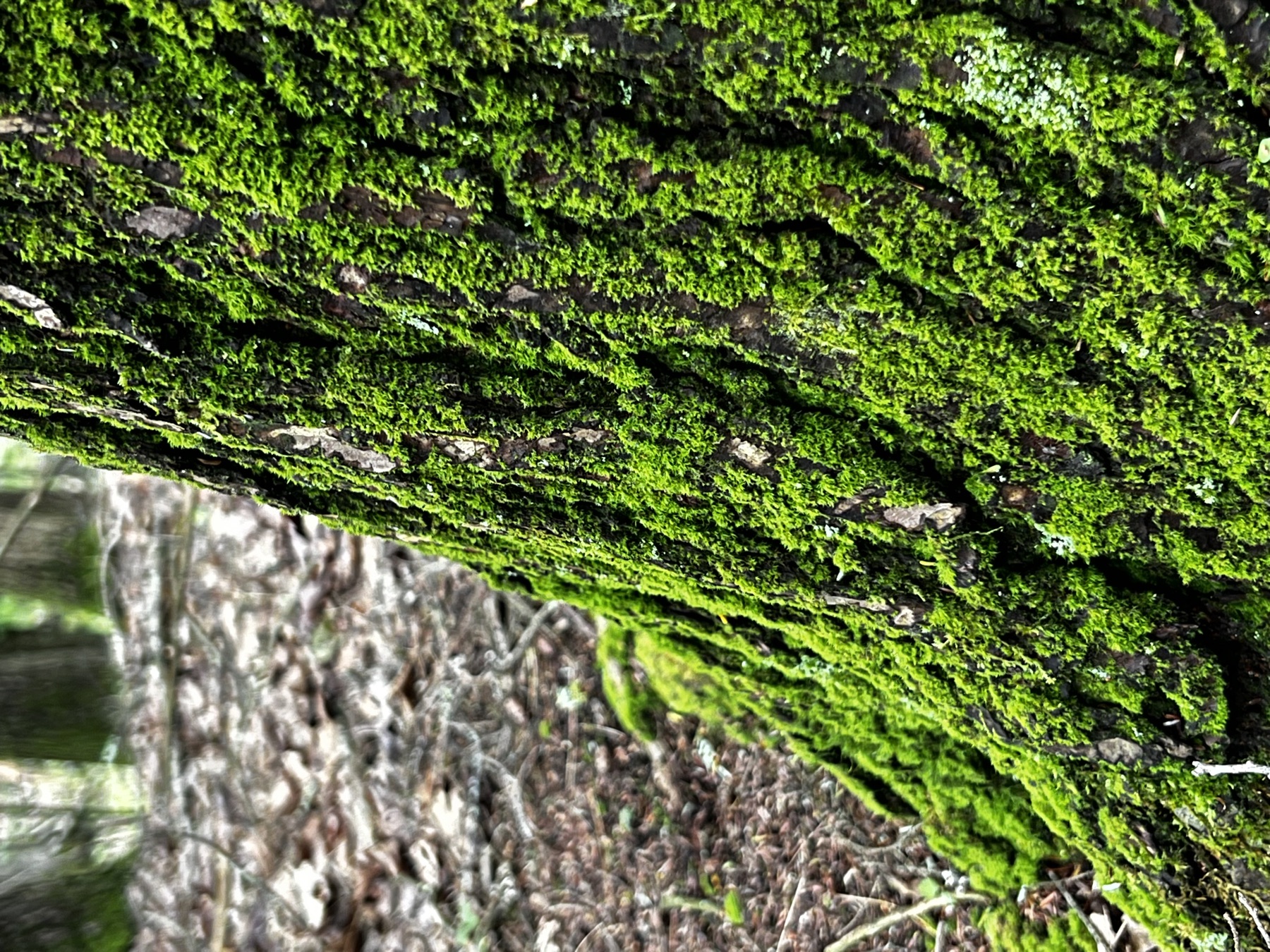 Moss on bark