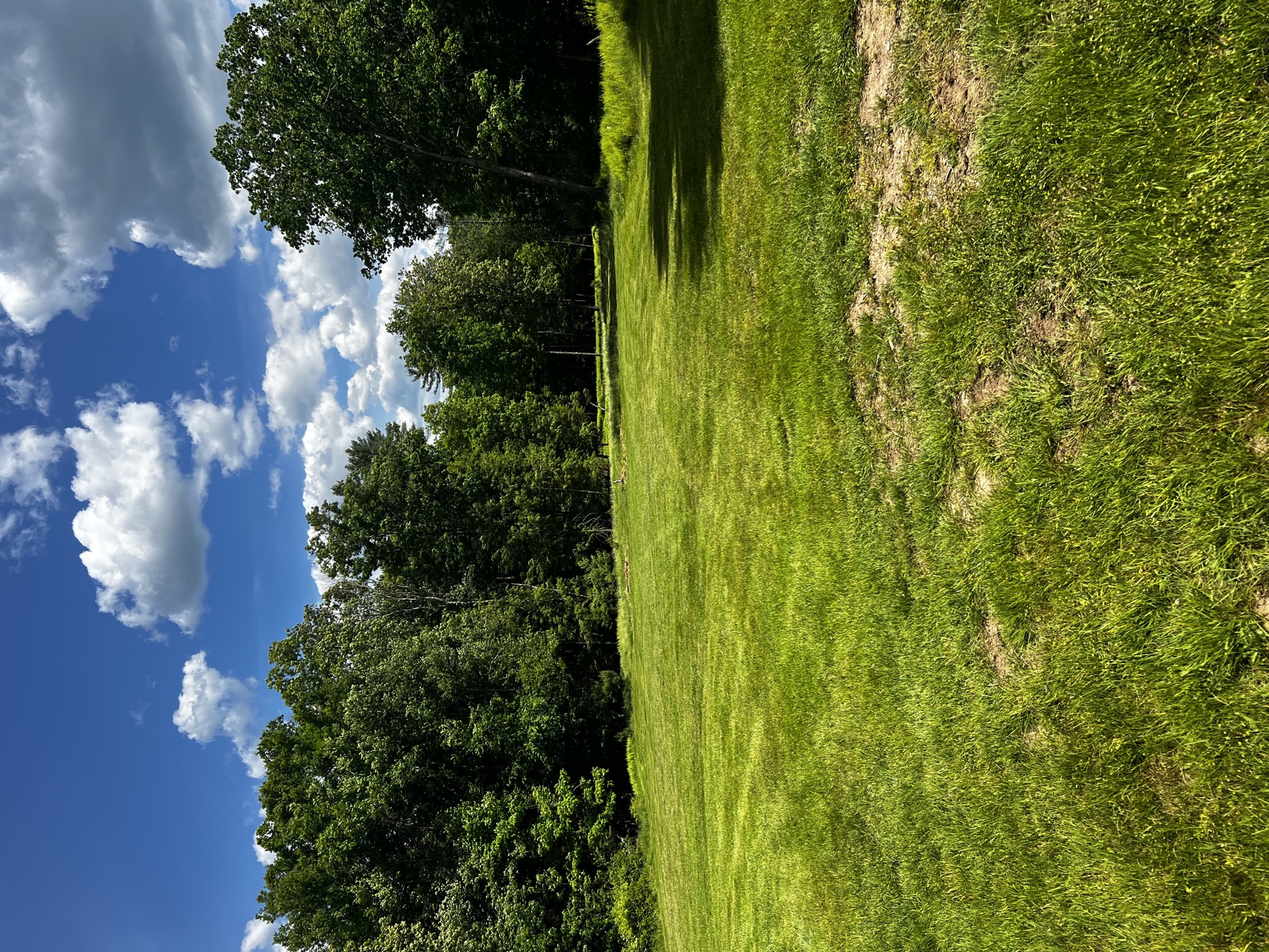 Summer meadow and tree line