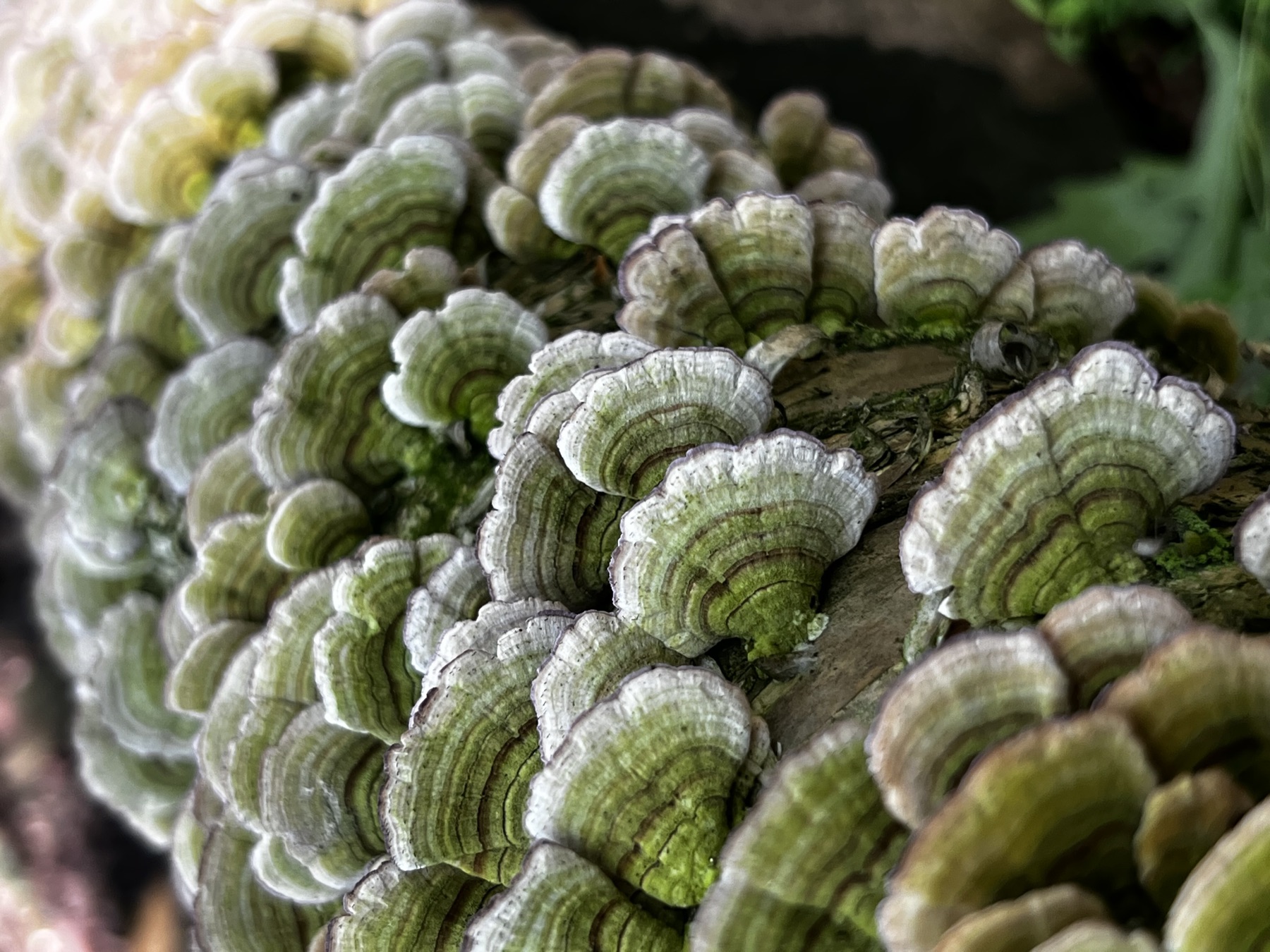Forest floor detail
